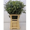 EUC PARVIFOLIA PER STEEL-IT-